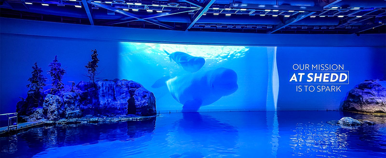 Shedd Aquarium during our family-friendly Chicago vacation