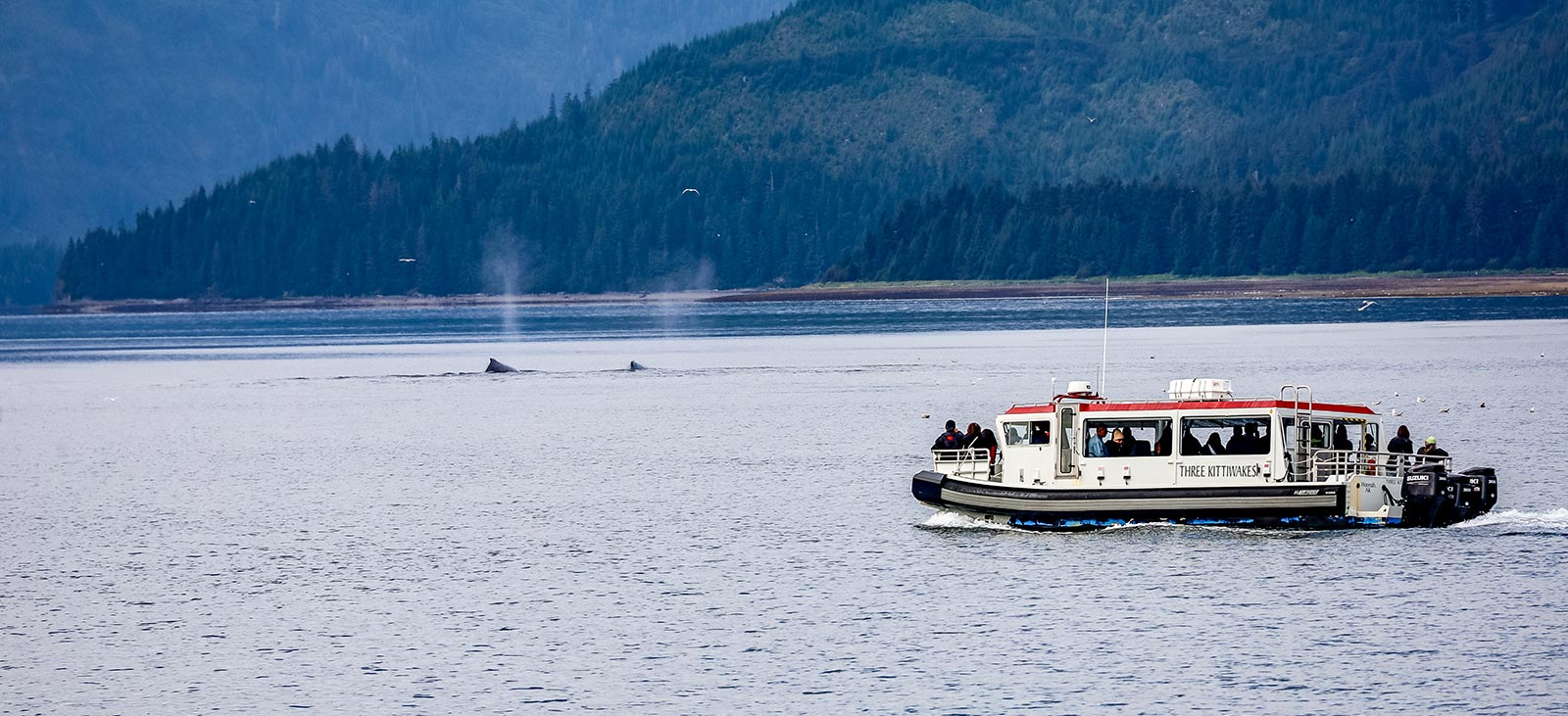 Spectacular view of whales and seagulls during a once-in-a-lifetime Icy Strait Point whale watching tour.