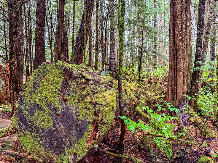 Forest at Sitka National Historical Park featured on Exploring States.